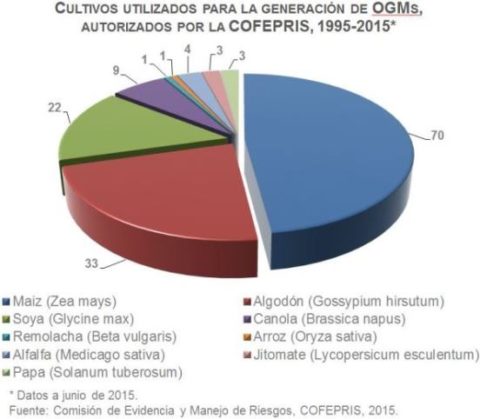Grafica de cultivos OGM's